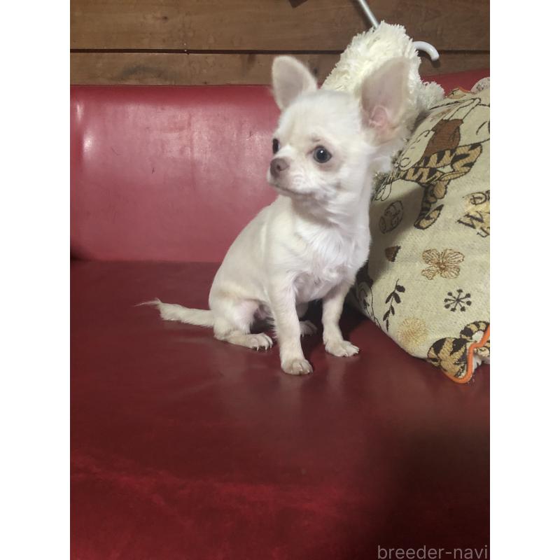 販売中の兵庫県のチワワ(ロングコート)-413797の16枚目