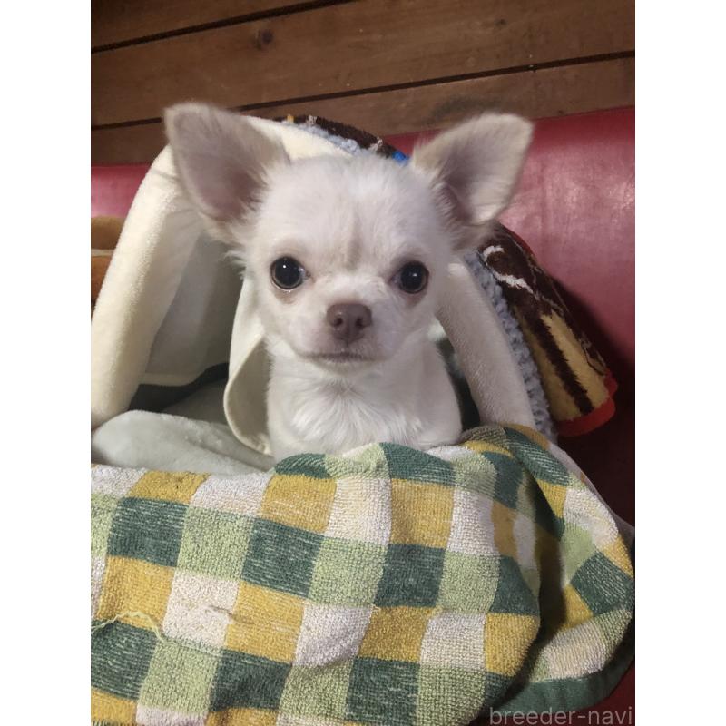 販売中の兵庫県のチワワ(ロングコート)-413797