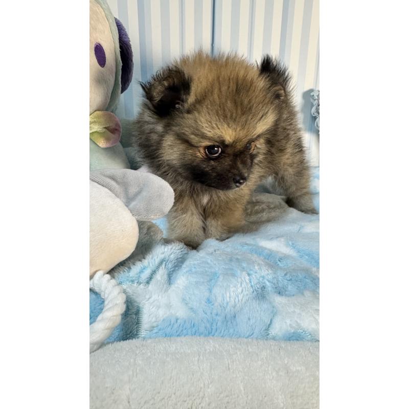 販売中の神奈川県のポメラニアン-433945の3枚目