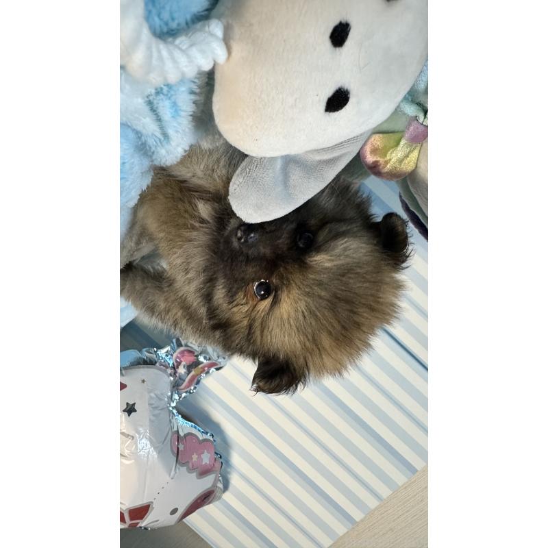 販売中の神奈川県のポメラニアン-433945の2枚目