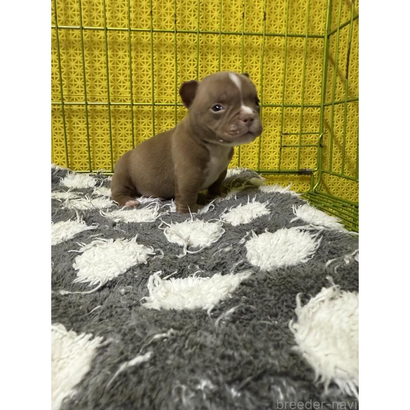 販売中の茨城県のエキゾチックブリー-438094の5枚目