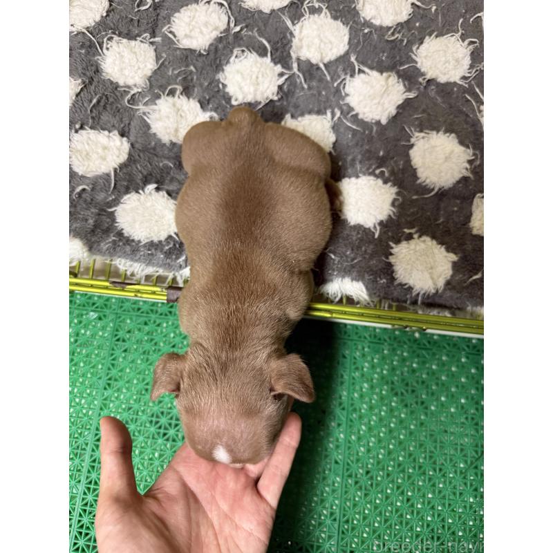 販売中の茨城県のエキゾチックブリー-438094の4枚目