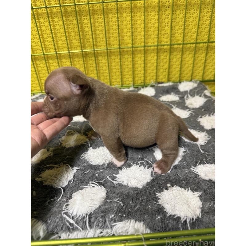 販売中の茨城県のエキゾチックブリー-438094の3枚目