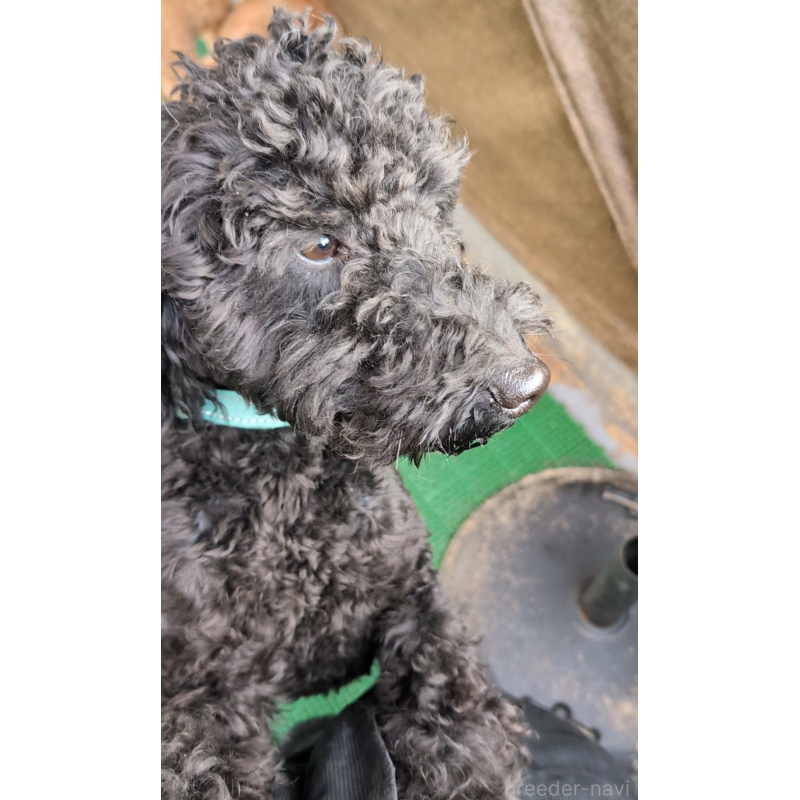 販売中の岡山県のミディアムプードル-437936の1枚目