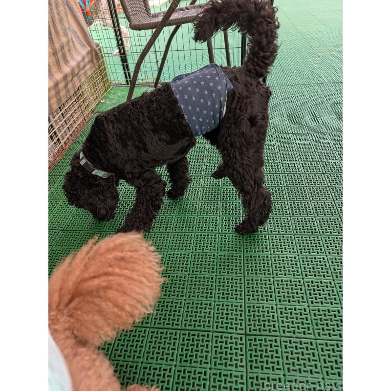 販売中の岡山県のミディアムプードル-437936の6枚目