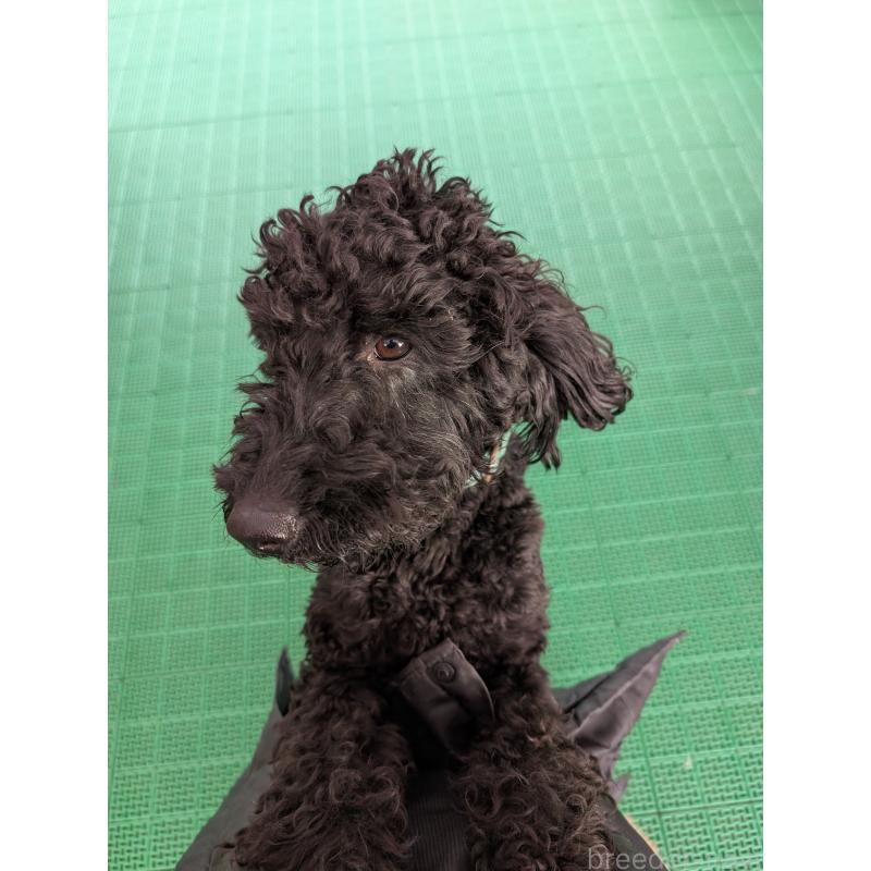 販売中の岡山県のミディアムプードル-437936の5枚目