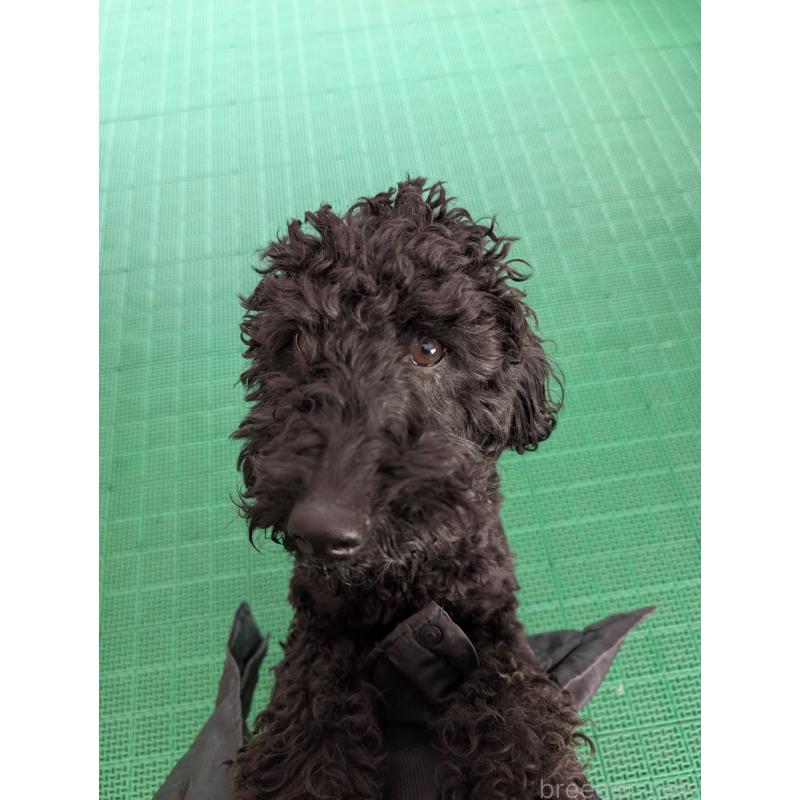 販売中の岡山県のミディアムプードル-437936の4枚目