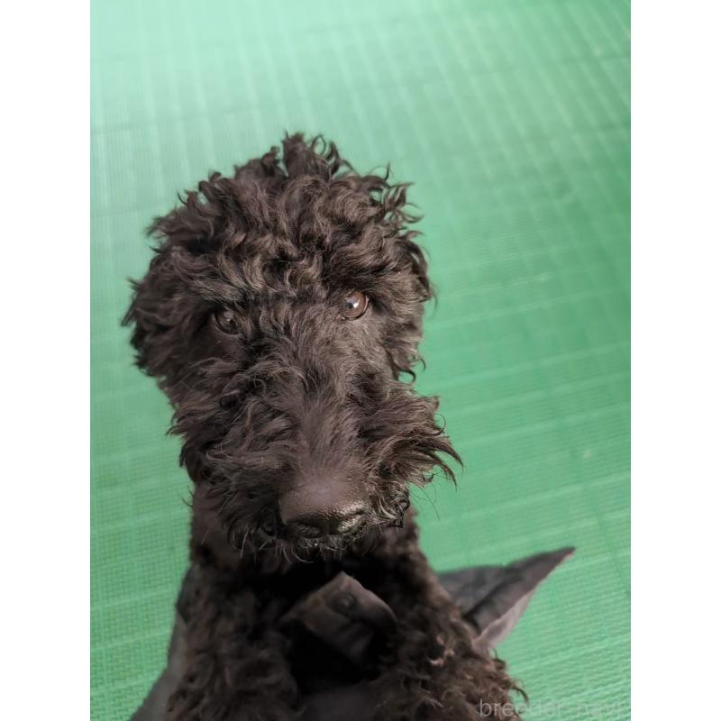 販売中の岡山県のミディアムプードル-437936の3枚目