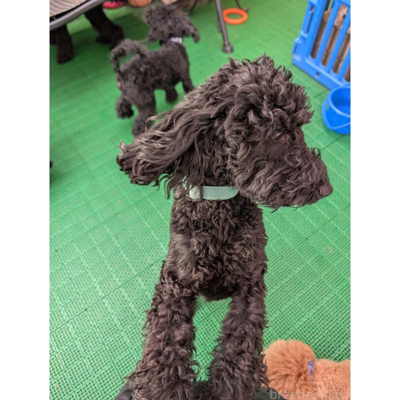 販売中の岡山県のミディアムプードル-437936の2枚目