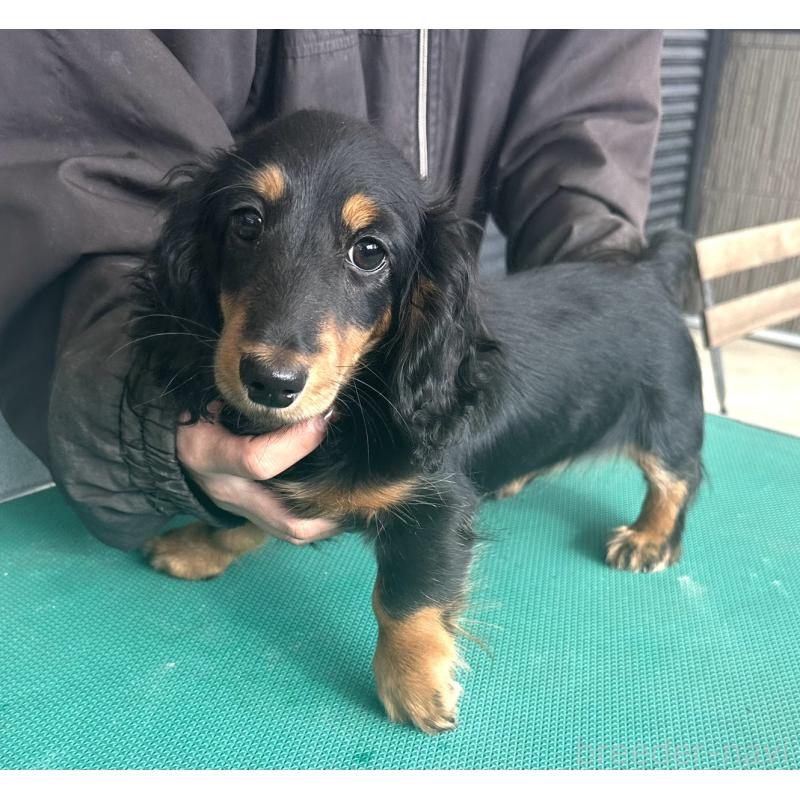 成約済の愛知県のミニチュアダックスフンド(ロングヘアード)-426866の6枚目