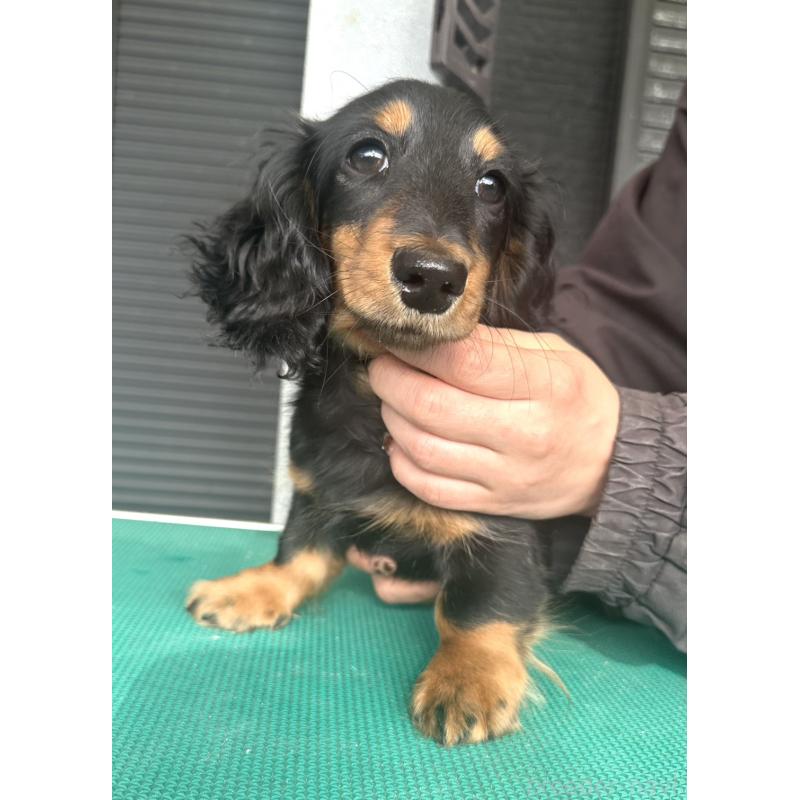成約済の愛知県のミニチュアダックスフンド(ロングヘアード)-426866の5枚目