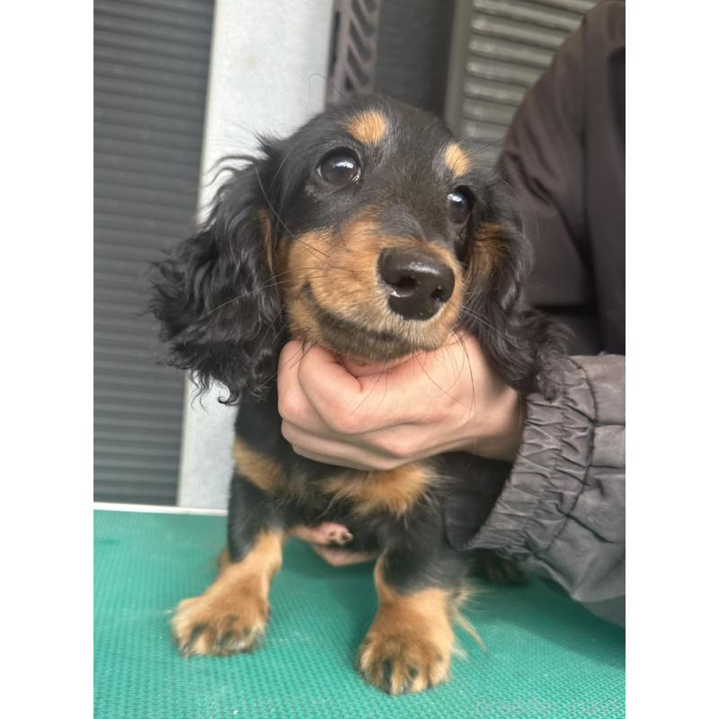 成約済の愛知県のミニチュアダックスフンド(ロングヘアード)-426866の4枚目
