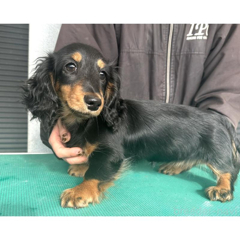 成約済の愛知県のミニチュアダックスフンド(ロングヘアード)-426866の3枚目