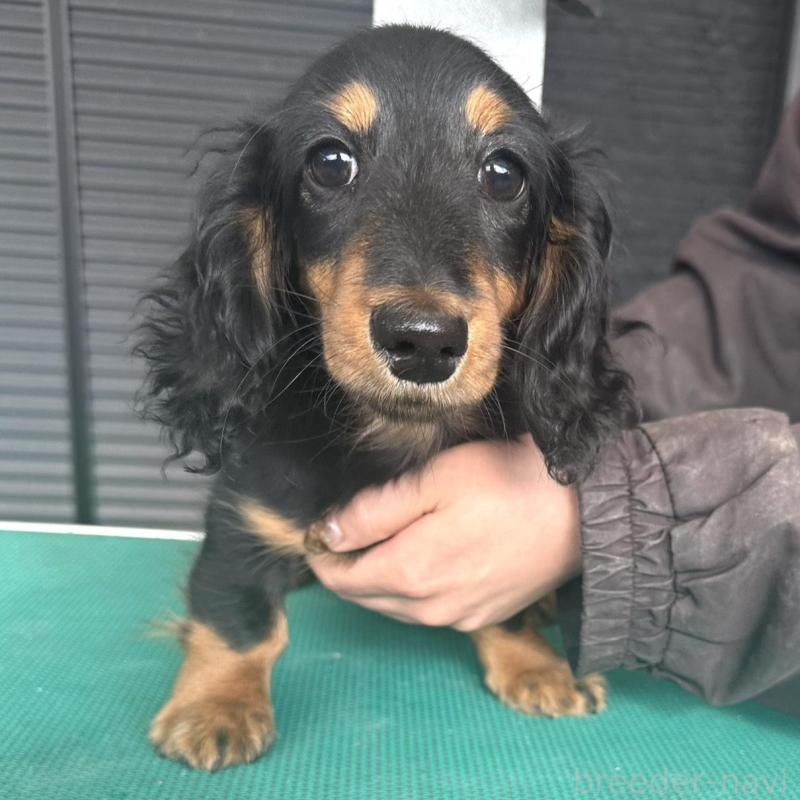 販売中の愛知県のミニチュアダックスフンド(ロングヘアード)-426866