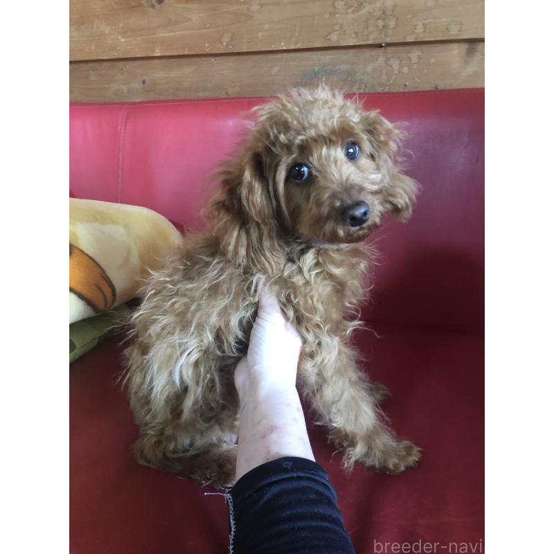 販売中の兵庫県のトイプードル-413437の11枚目