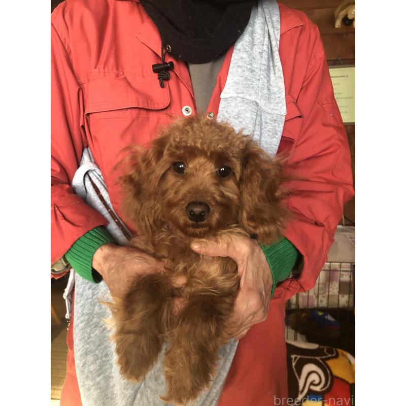 販売中の兵庫県のトイプードル-413437の10枚目