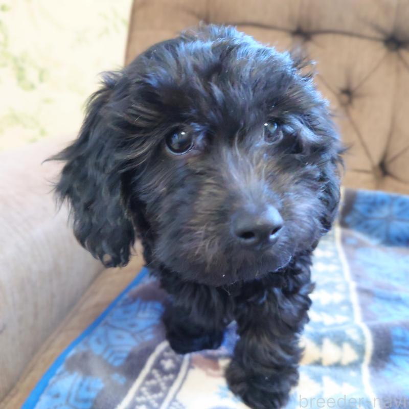 販売中の埼玉県のダップー:ミニチュアダックスフンド×トイプードル-429284の2枚目