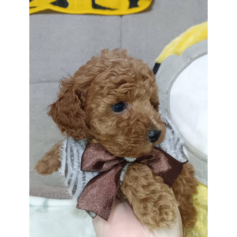 販売中の奈良県のトイプードル-438347の3枚目