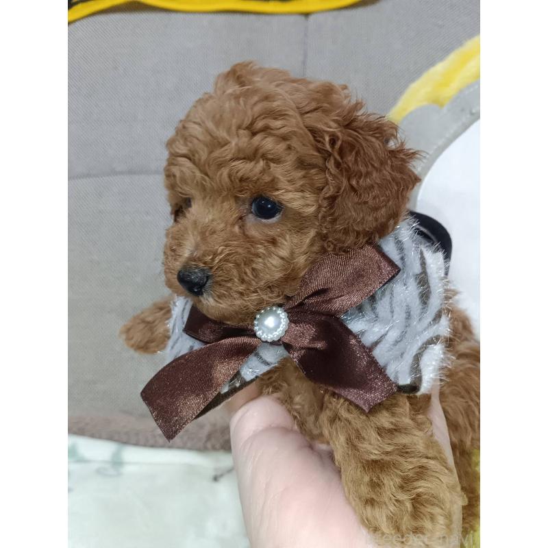 販売中の奈良県のトイプードル-438347の2枚目