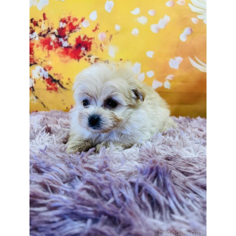 販売中の茨城県のポメプー:ポメラニアン×トイプードル-438348の3枚目