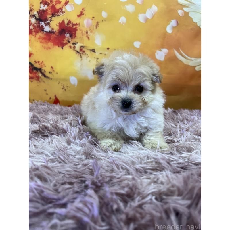 販売中の茨城県のポメプー:ポメラニアン×トイプードル-438348の2枚目