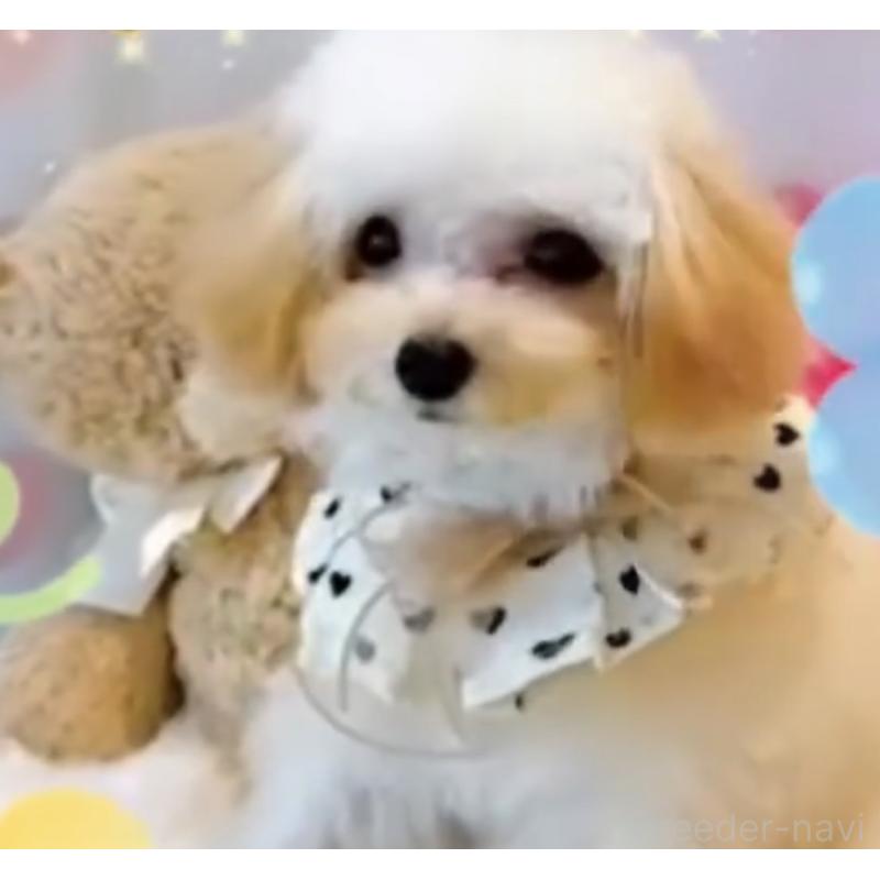 販売中の大阪府のティーカッププードル-437966の3枚目