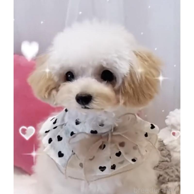 販売中の大阪府のティーカッププードル-437962の2枚目