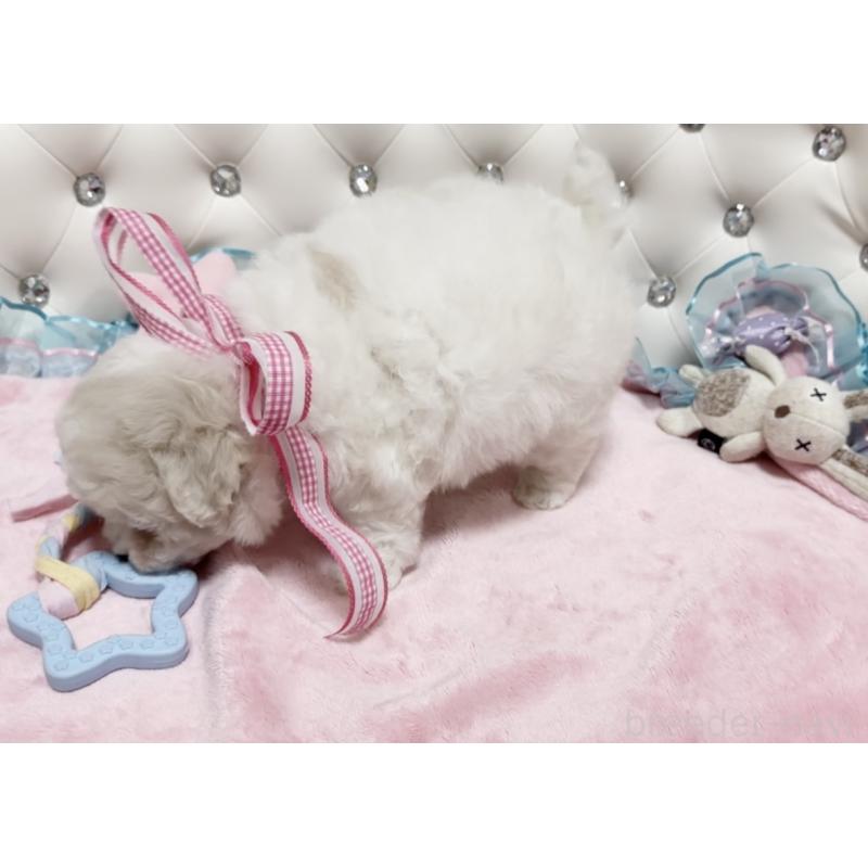 販売中の徳島県のビションフリーゼ-432732の6枚目