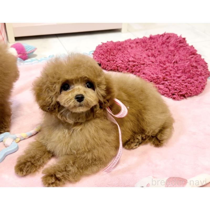 販売中の徳島県のタイニープードル-432488の8枚目