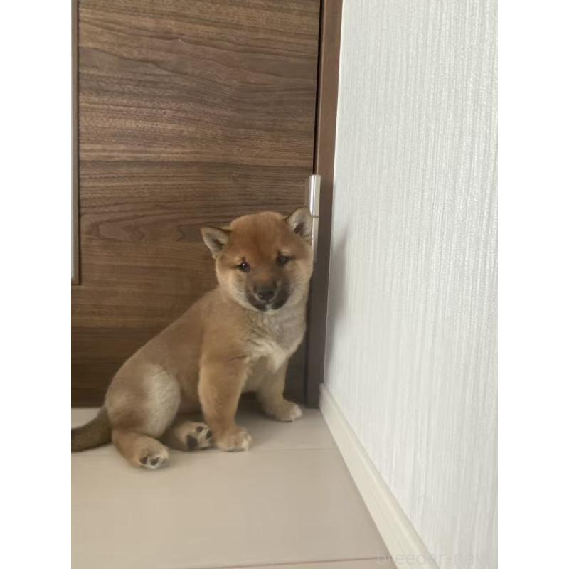 販売中の茨城県の豆柴-431978の5枚目