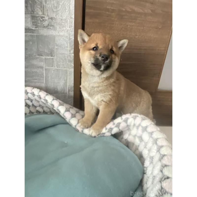 販売中の茨城県の豆柴-431978の4枚目