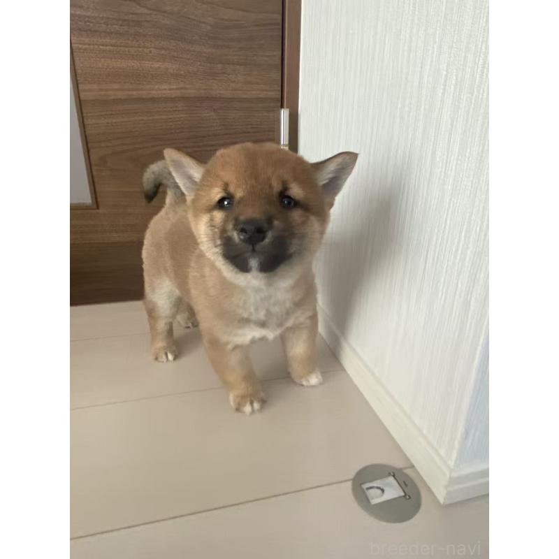 販売中の茨城県の豆柴-431978の3枚目