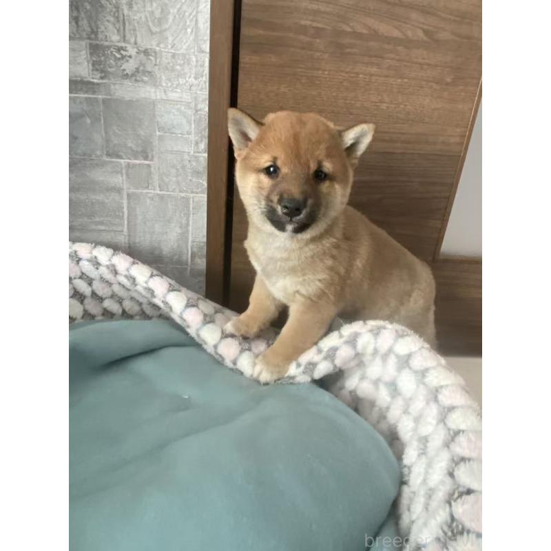 販売中の茨城県の豆柴-431978の2枚目