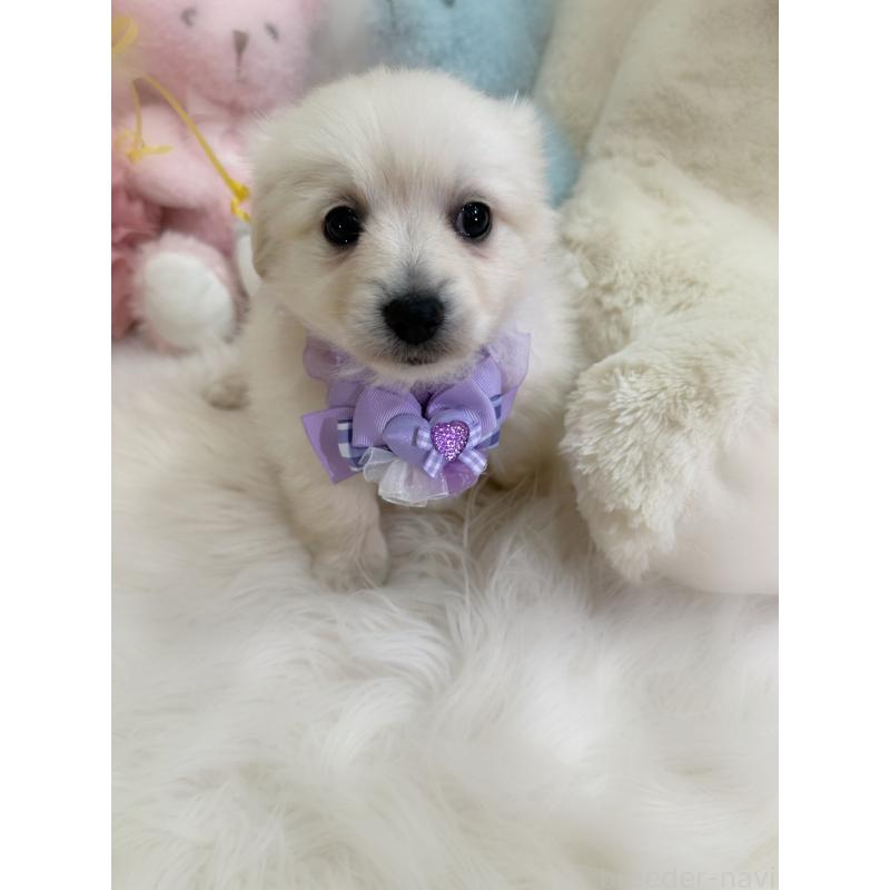 商談中の香川県のミックス犬-434305の5枚目