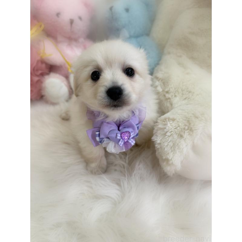 商談中の香川県のミックス犬-434305の4枚目