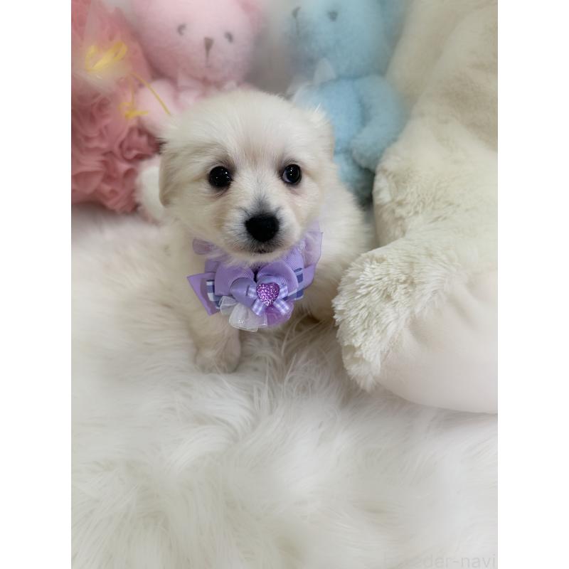 商談中の香川県のミックス犬-434305の3枚目