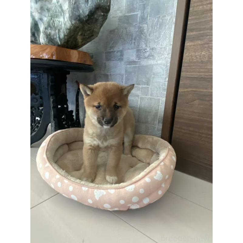 販売中の茨城県の豆柴-431977の6枚目