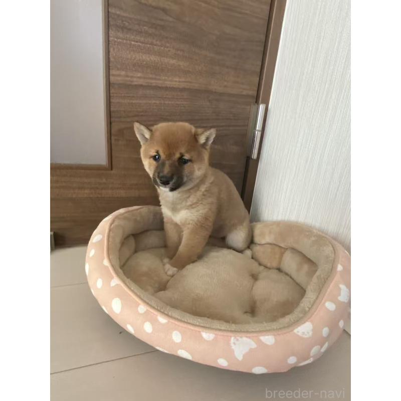 販売中の茨城県の豆柴-431977の5枚目