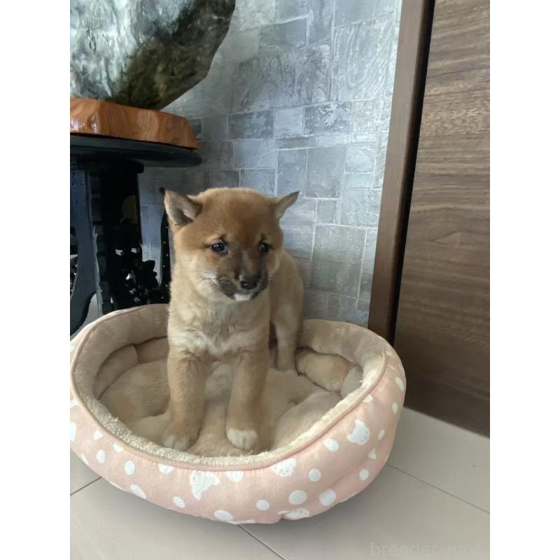 販売中の茨城県の豆柴-431977の3枚目