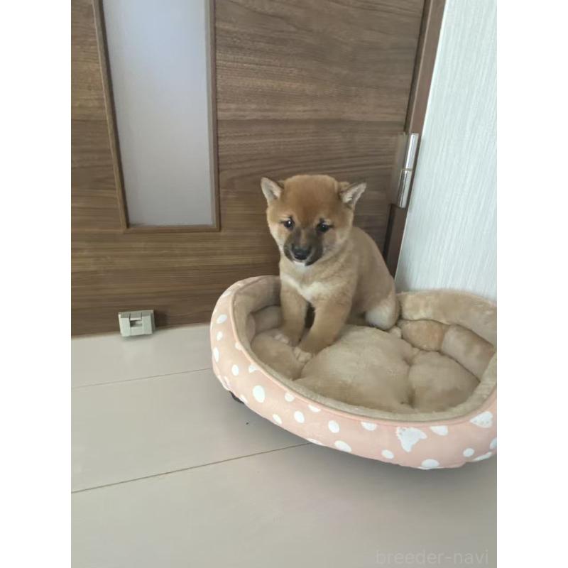 販売中の茨城県の豆柴-431977の4枚目