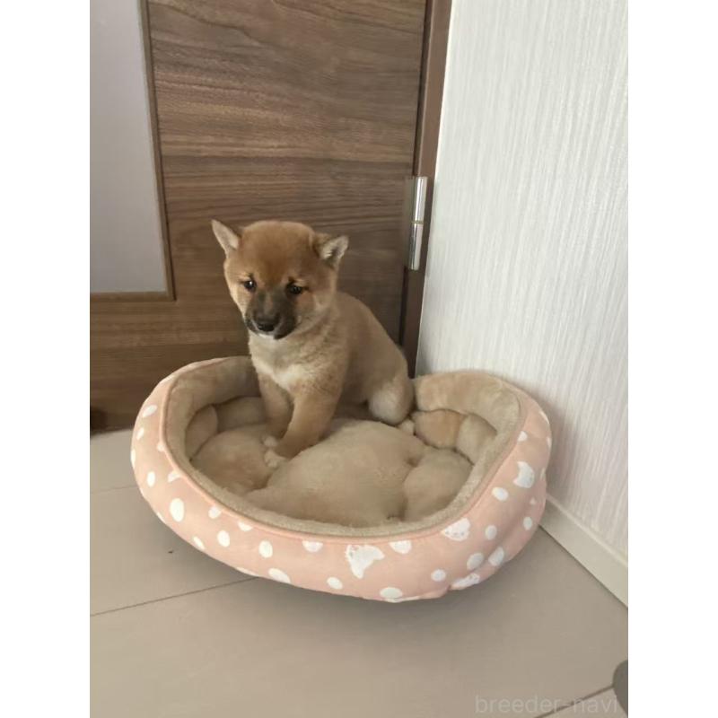 販売中の茨城県の豆柴-431977の2枚目