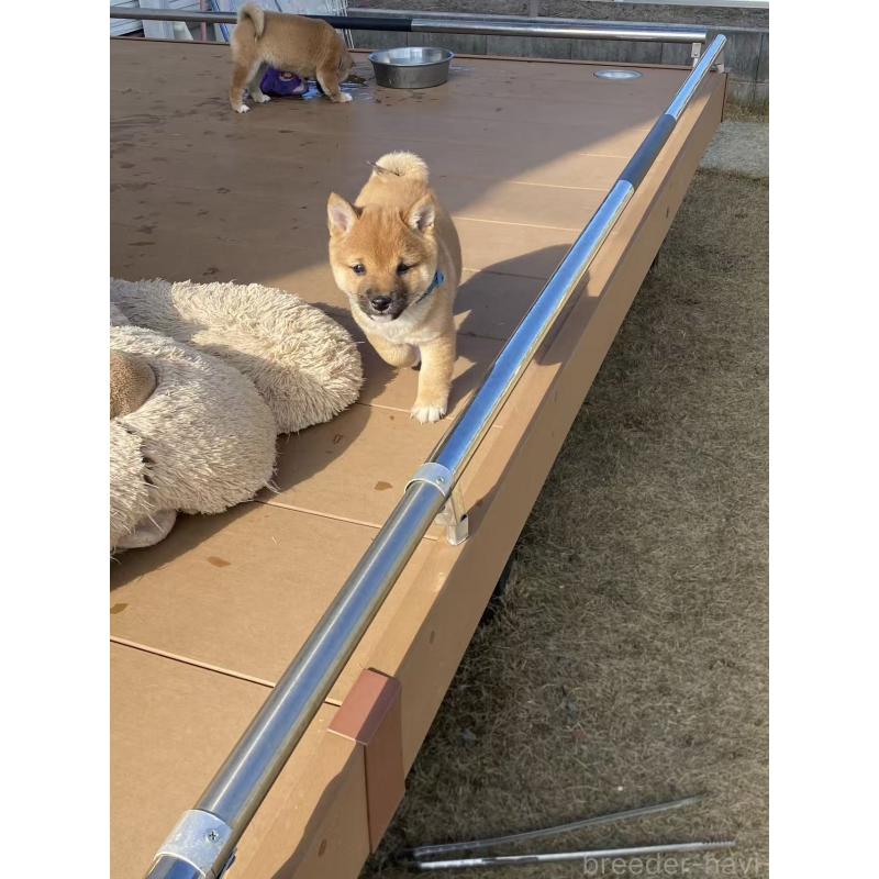 販売中の茨城県の豆柴-431974の7枚目