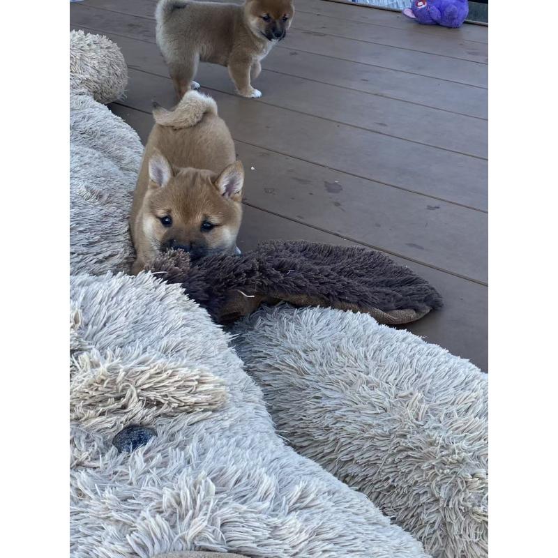 販売中の茨城県の豆柴-431974の6枚目