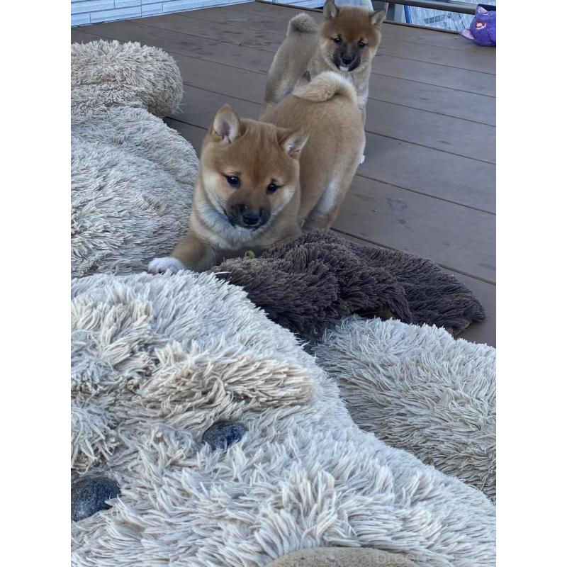 販売中の茨城県の豆柴-431974の5枚目