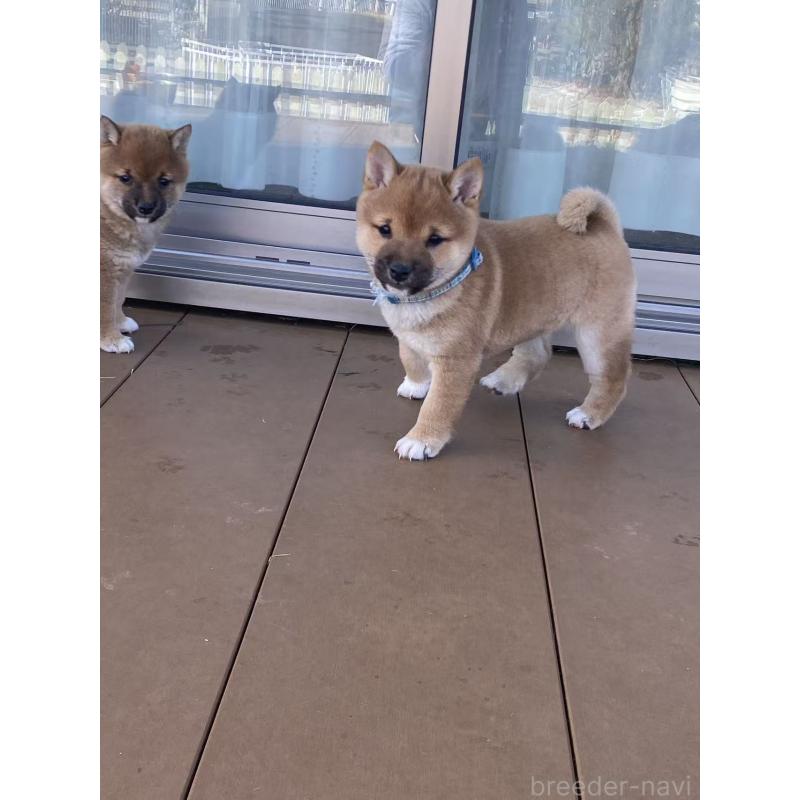 販売中の茨城県の豆柴-431974の3枚目