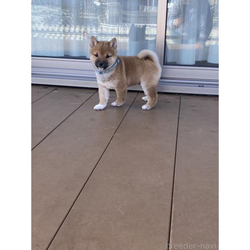 販売中の茨城県の豆柴-431974の2枚目