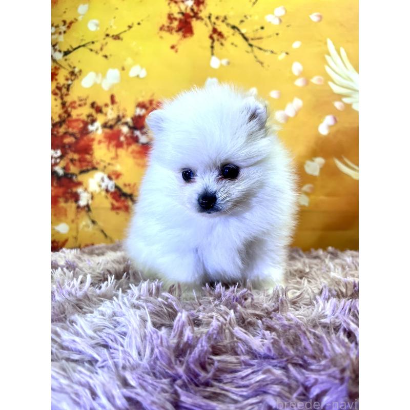 販売中の茨城県のポメラニアン-438349の3枚目