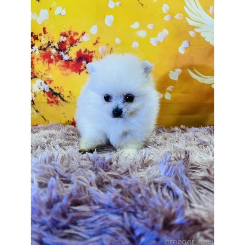 販売中の茨城県のポメラニアン-438349の2枚目