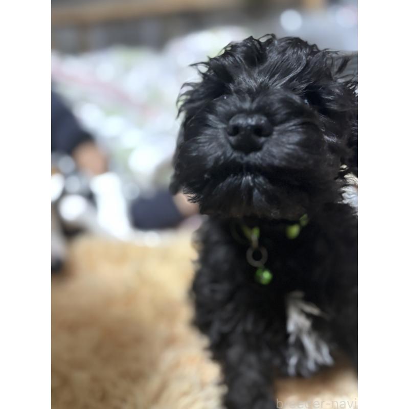 販売中の埼玉県のミニチュアシュナウザー-429621の3枚目