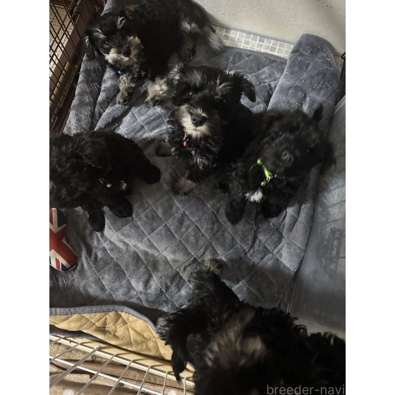 販売中の埼玉県のミニチュアシュナウザー-429621の2枚目